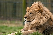 African Lion Male Side Profile