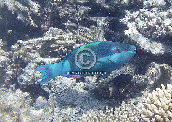 Six-barred Wrasse Six-barred Wrasse