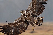 White tailed eagle or European Eagle