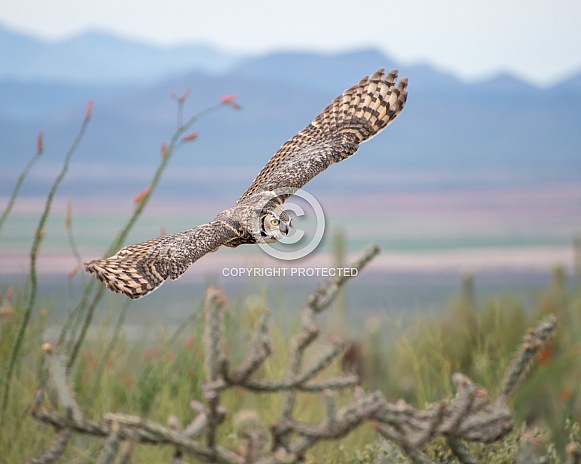 Great Horned Owl