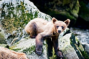 Wild Grizzly bear cub