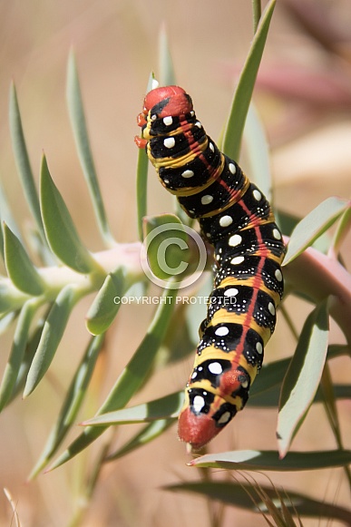 Leafy Spurge Hawk Moth caterpillar