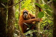 Sumatran orangutan in the jungle.