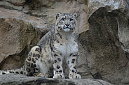 Snow Leopard
