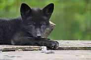Silver Fox