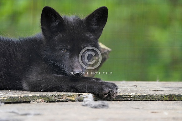 Silver Fox