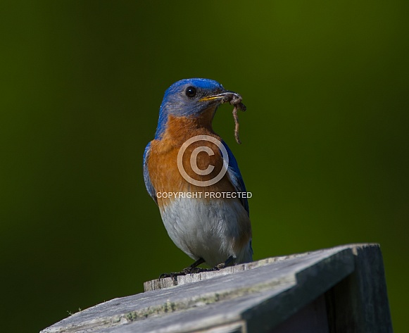eastern bluebird - sialia sialis - with earth worm in his mouth . the early bird gets the worm