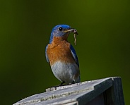 eastern bluebird - sialia sialis - with earth worm in his mouth . the early bird gets the worm