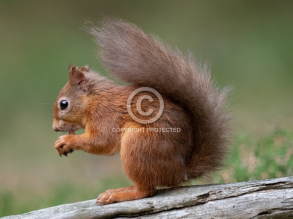 Red squirrels