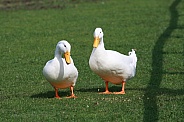 Two White Ducks