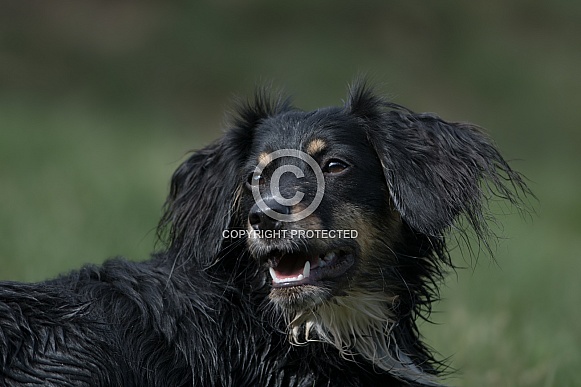 Mongrel Dog (origin breeds unknown)