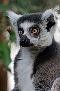 Ring-tailed lemur (Lemur Catta)