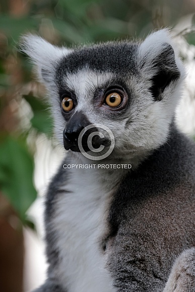 Ring-tailed lemur (Lemur Catta)