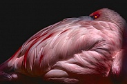 Flamingo--Nuzzled In