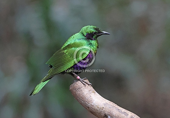 Emerald Starling