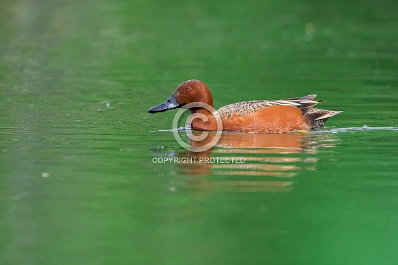 Cinnamon Teal