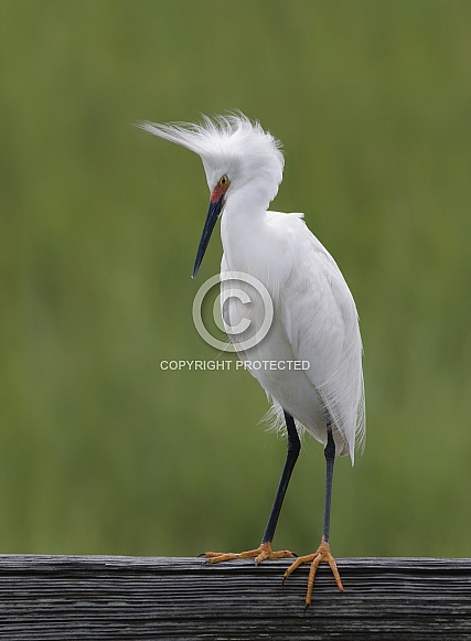 Snowy Egret