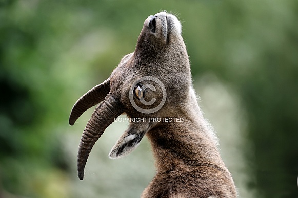 The Alpine ibex (Capra ibex)