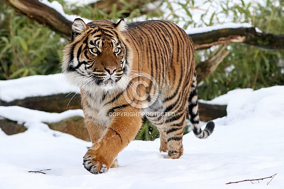 Sumatran tiger