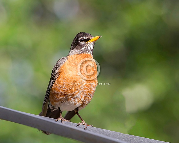 American Robin