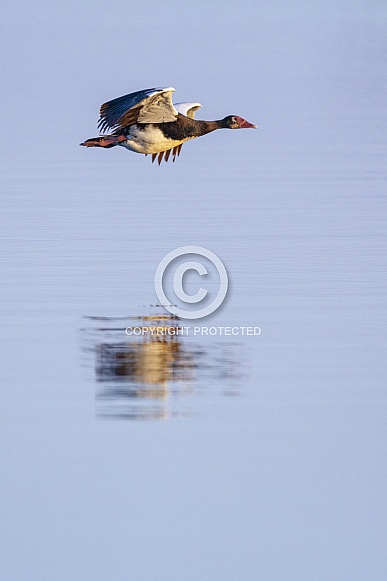 Spur-winged Goose (Plectropterus gambensis) Spur-winged Goose (Plectropterus gambensis)