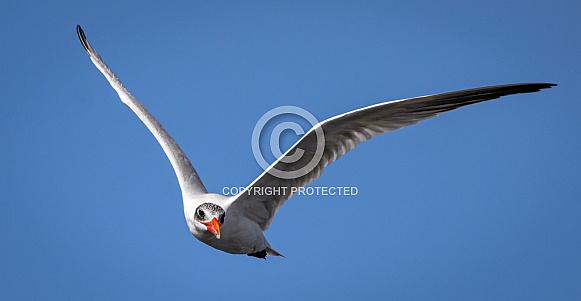 Caspian Tern Flying