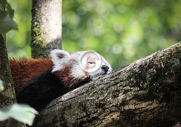 Red Panda Red Panda