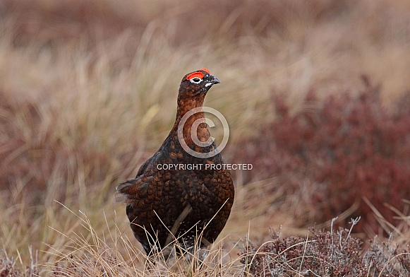 Red Grouse Red Grouse