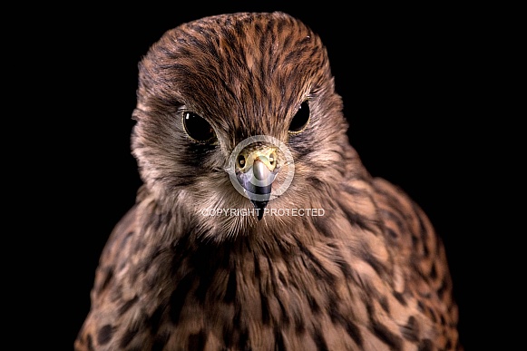 European Kestrel Close Up Black Background