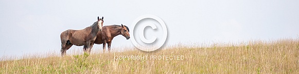 Wild Horse (Equus caballus)