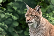 Eurasian Lynx Close Up