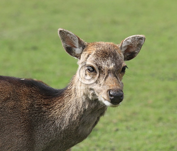 Deer Doe Facing