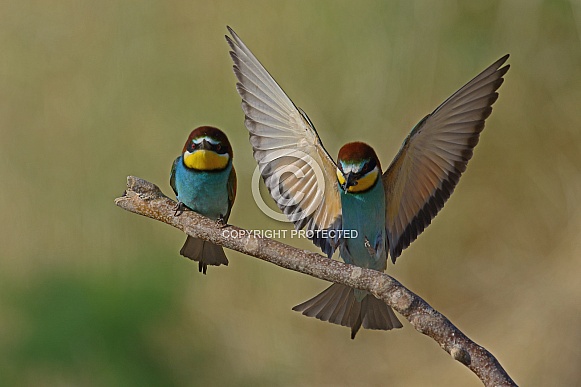 Bee eater