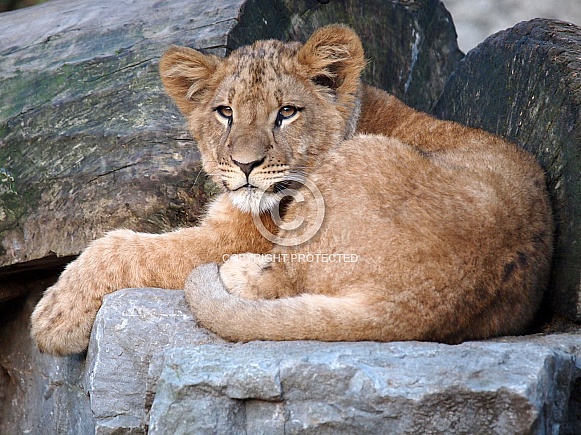 Lion (Panthera Leo)