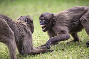 Gelada monkeys (Theropithecus gelada)