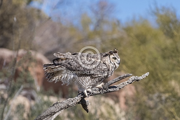 Great-Horned Owl Great-Horned Owl