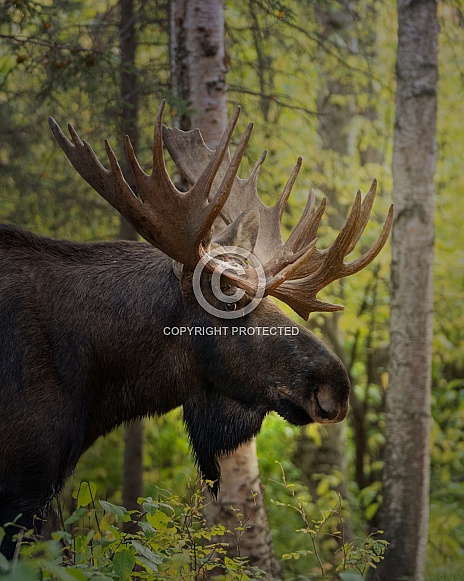 Profile of a bull moose in the woods Profile of a bull moose in the woods