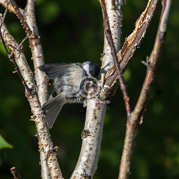 Black-Capped Chickadee Hiding Seeds