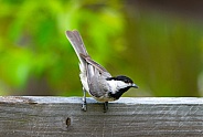 Carolina Chickadee - Poecile carolinensis - perched on Wood fence bent down with tail up
