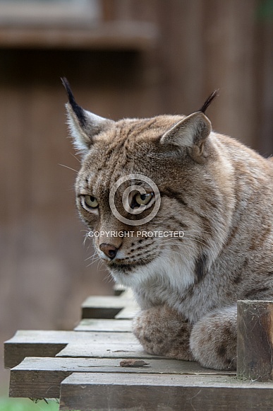 Lynx Lynx