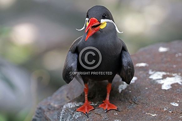 Inca tern (Larosterna inca)