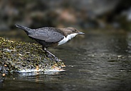Dipper