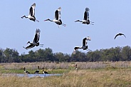 Saddlebilled Storks - Savuti - Botswana