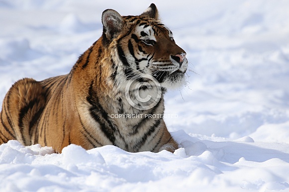 Siberian tiger