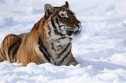 Siberian tiger