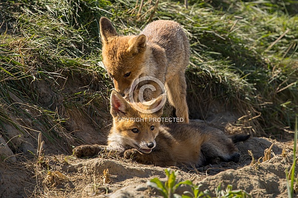 Red fox cub/cubs in nature