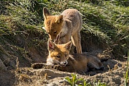 Red fox cub/cubs in nature