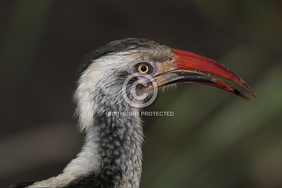 Red-billed Hornbill