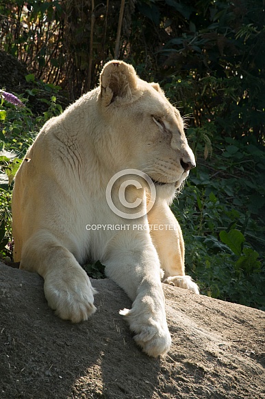 White Lioness