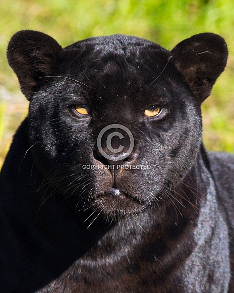 black jaguar black jaguar